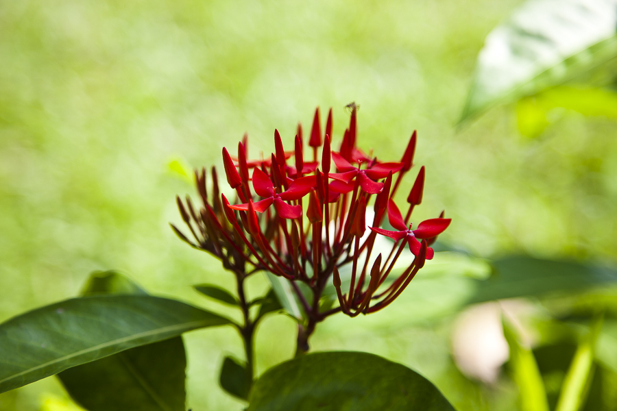 Flower close up, Maya Tagalle Villa, Beliatta, South Coast, Sri