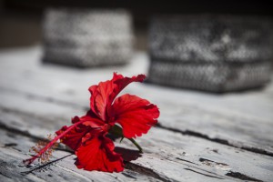 Flower used in meditation practise as part of yoga