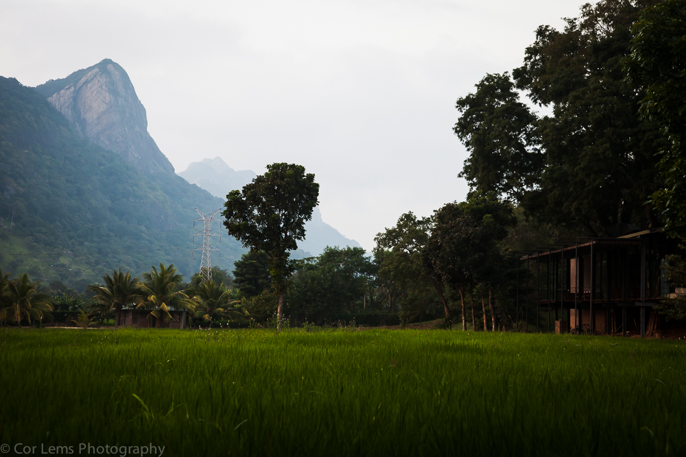 Rice fields surrounding the Kalundewa Retreat hotel, Dambulla, S