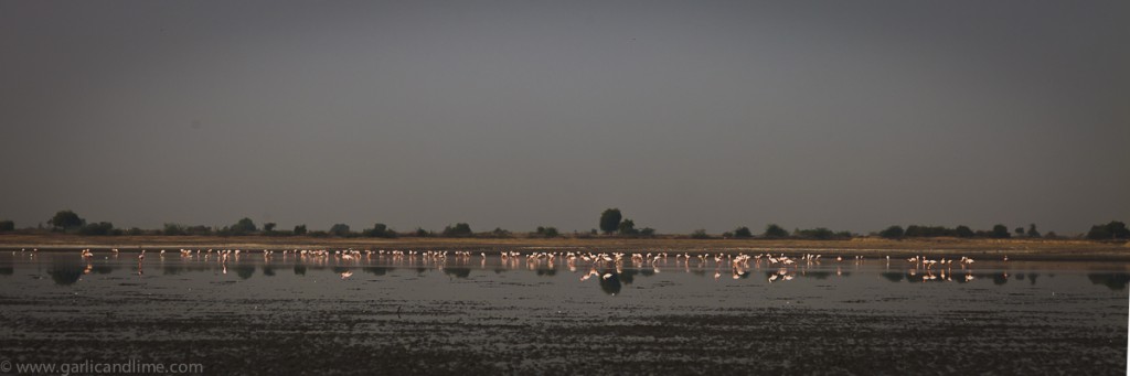 Flamingos on the salt lake at Little Rann, Gujarat, India (Febru