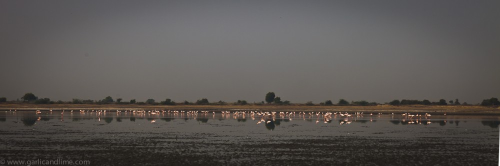 Flamingos, salt lake, Little Rann, Gujarat, India