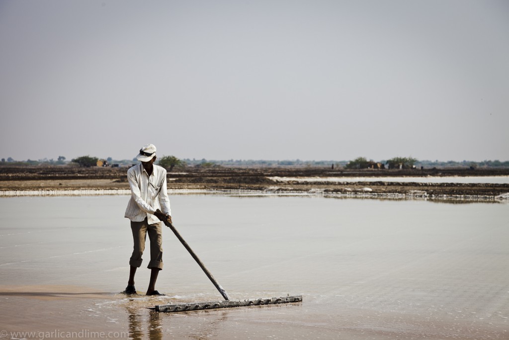 Man harvesting salt on the salt lake at Little Rann, Gujarat, In