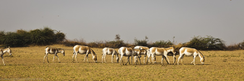 Wild asses walking through the Wild Ass Sanctuary at Little Rann