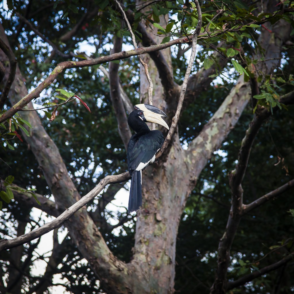 Malabar Hornbill birds, Kalundewa Retreat hotel, Dambulla