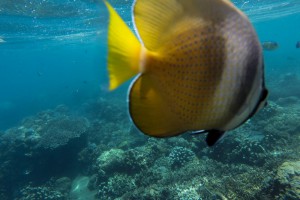 Snorkeling Pulau Bunaken Sulawesi Indonesia